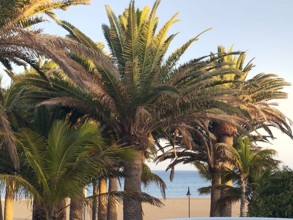Palmen im Vordergrund, dazwischen sieht man das Meer