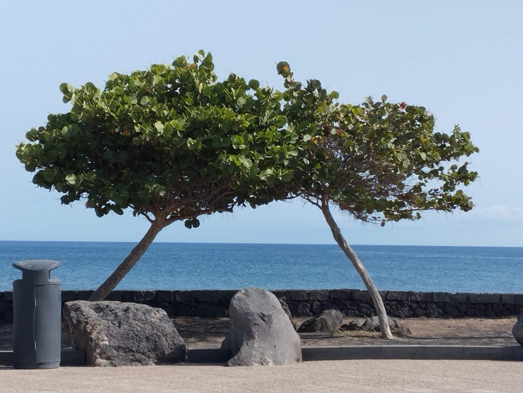 zwei Bäume die zusammenwachsen vor dem Meer