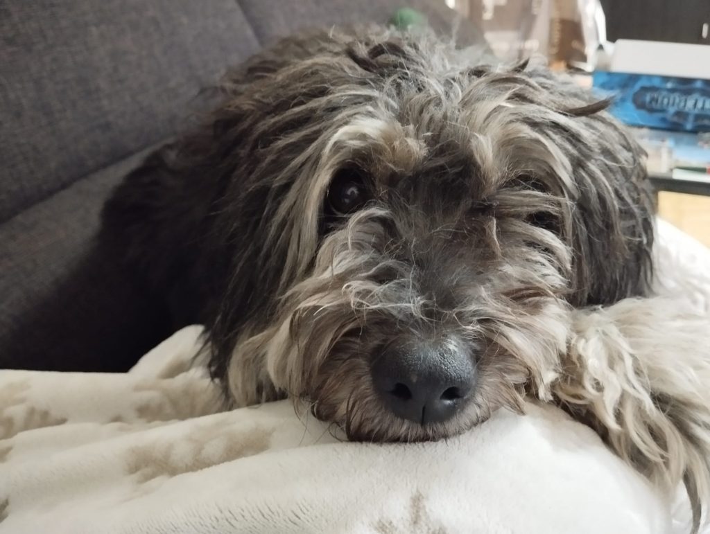 Hund auf der Couch schaut in die Kamera