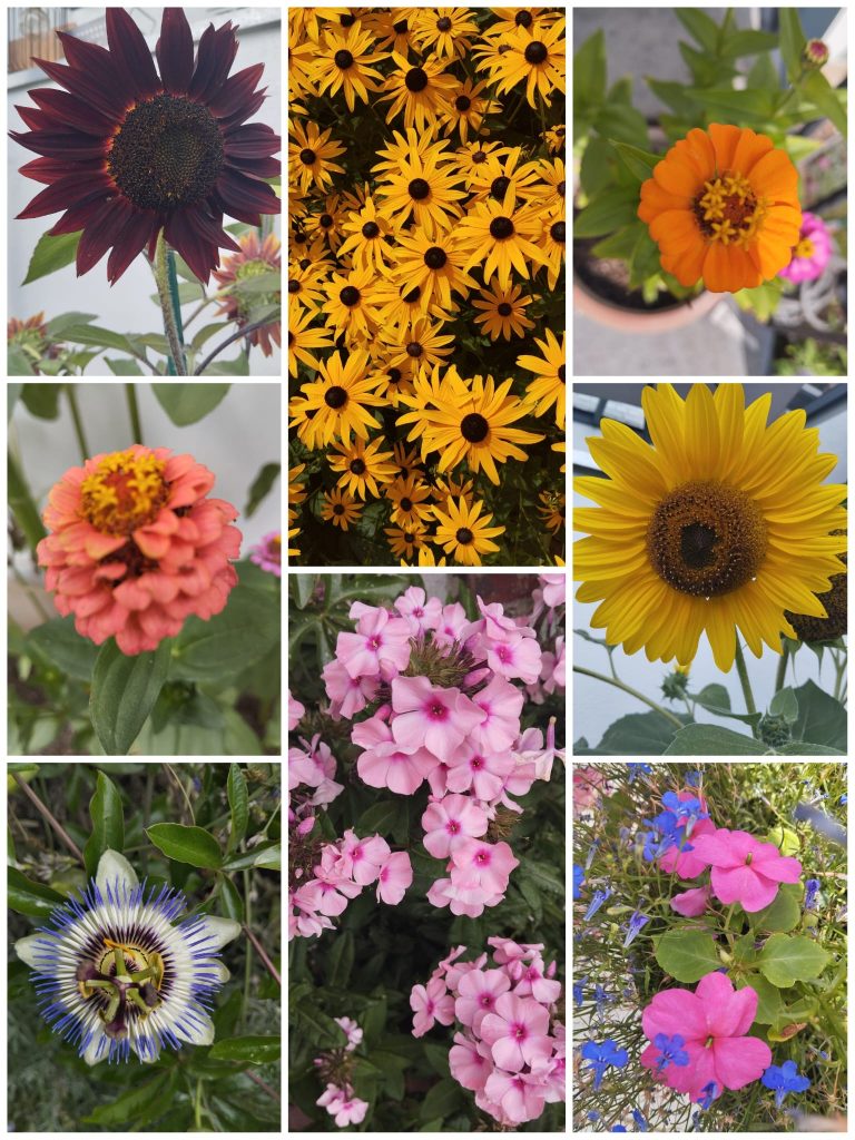 Collage verschiedener Blumen im Garten